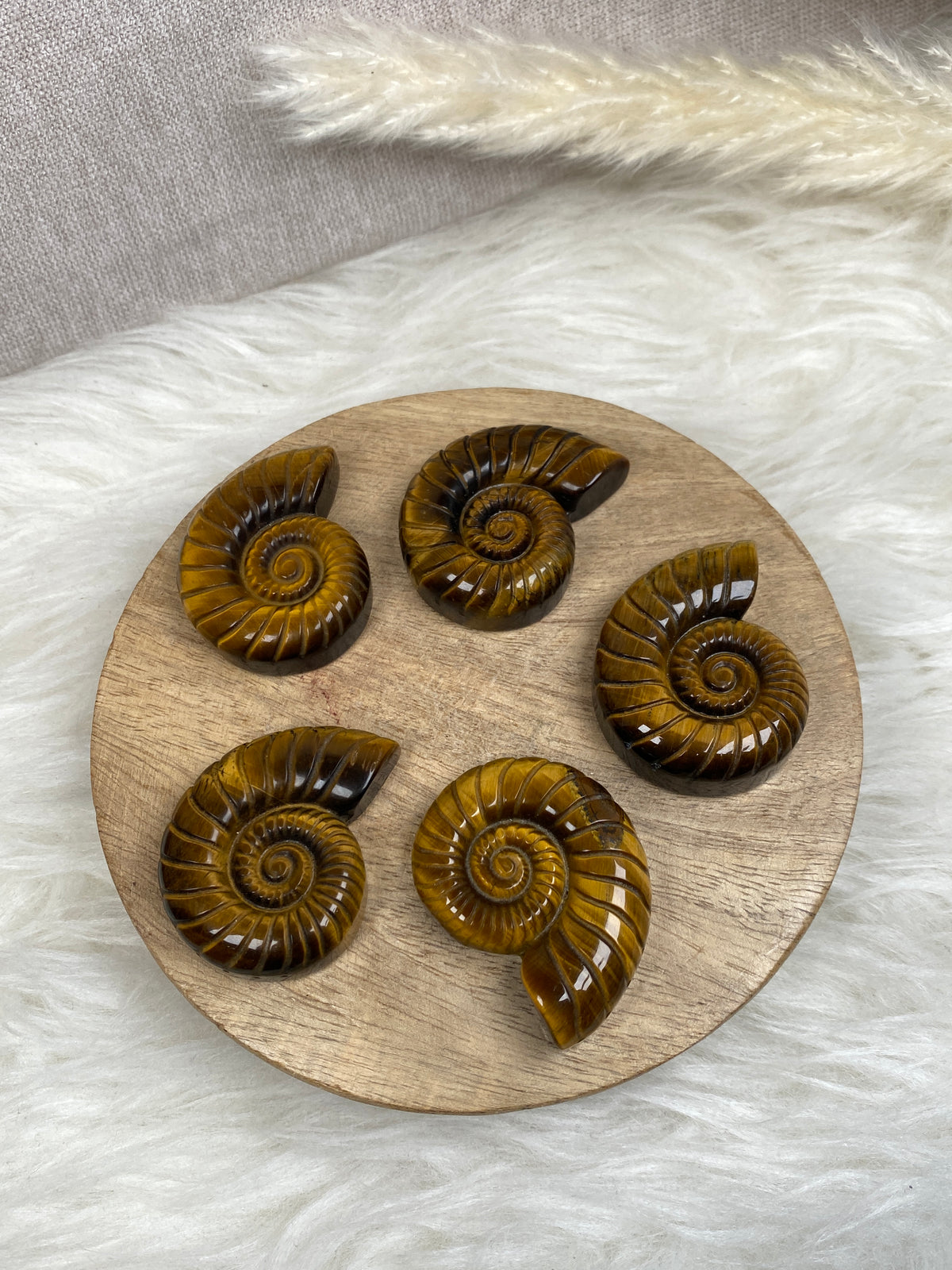 Tigerauge Ammoniten Carvings